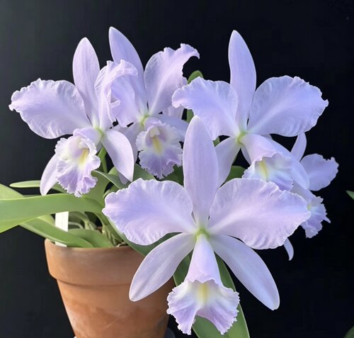 海洋微风蓝带  卡特兰  C.Sea Breeze 'Blue Ribbon'AM/AOS开花株