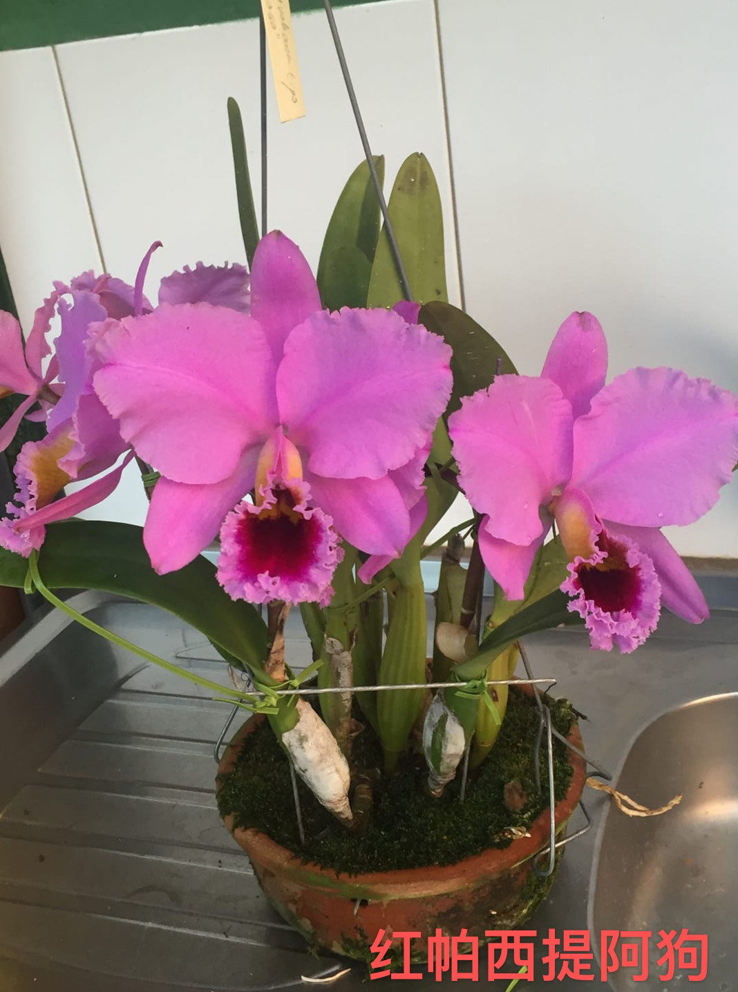 红帕西提亚哥原种卡特兰C. percivaliana tipo“Thiago”OG洋兰,鲜花速递/花卉仿真/绿植园艺,国兰/杂交兰/洋兰类,淘宝优惠券,粉丝福利购,淘宝优惠卷