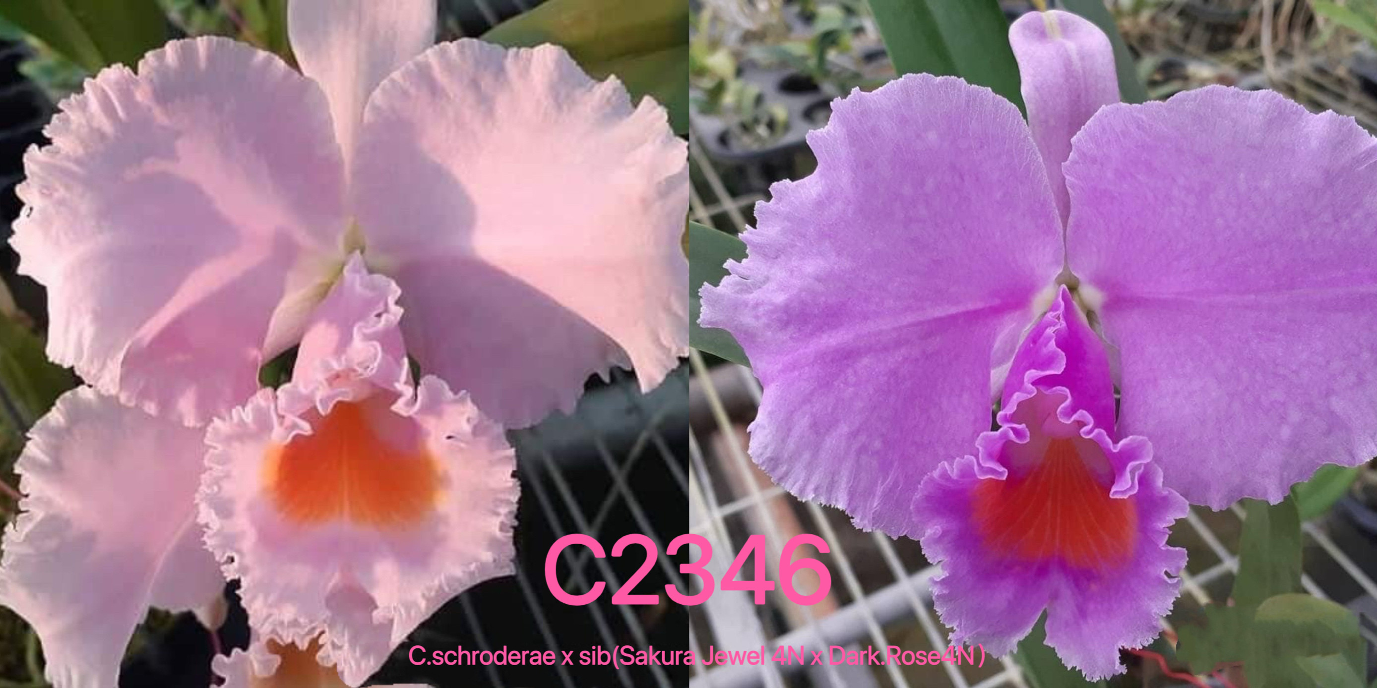 卡特兰 舒罗C.schroderae x sib(Sakura JewelxDark Rose）4N洋兰