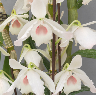 云南半金钗石斛三文鱼金钗石斛实生苗洋吊兰花卉盆栽绿植