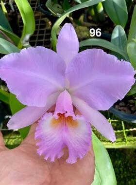 同色拉比  卡特兰C.labita concolor  “Pink Angel”OG大花浓香