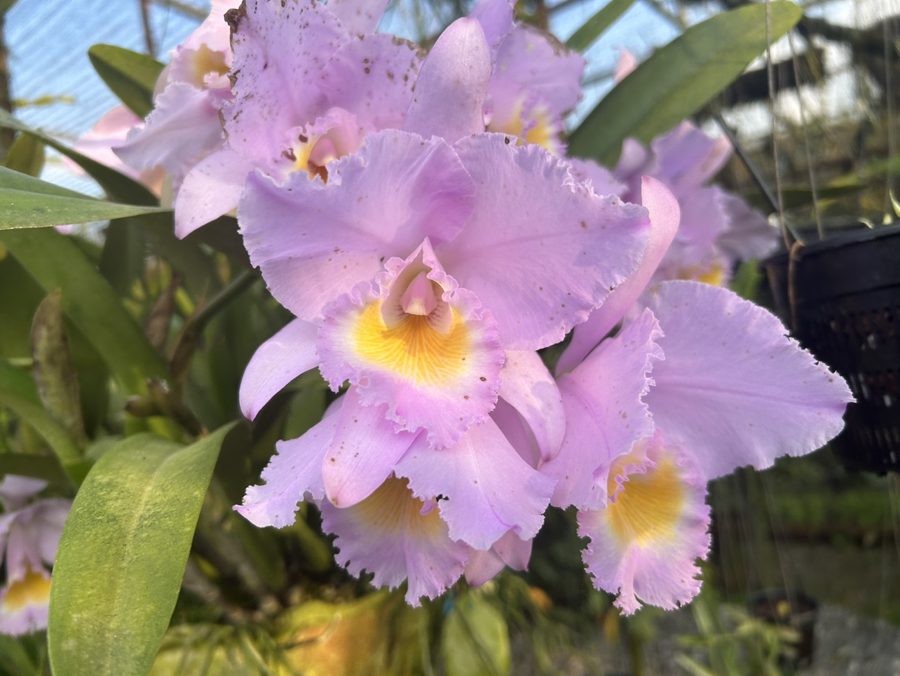 同色特里猎户座 原种卡特兰C. trianae var. concolor 'Orion'