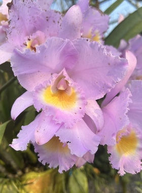 同色特里猎户座 原种卡特兰C. trianae var. concolor 'Orion'