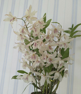 春石斛  白火鸟石斛兰苗花卉盆栽绿植洋兰