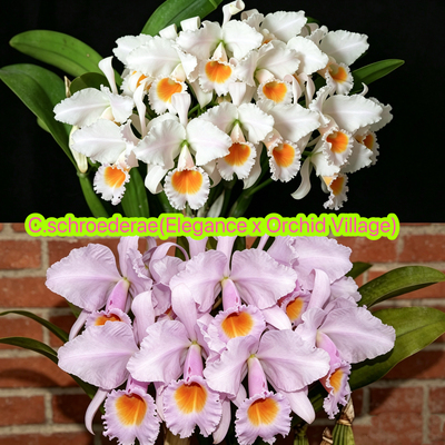 舒罗原种卡特兰C.schroederae （Elegancex Orchid Village）洋兰