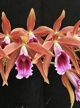 暗色蕾莉亚天尼卡特兰C. tenebrosa (vinicolor x aurea)大花洋兰