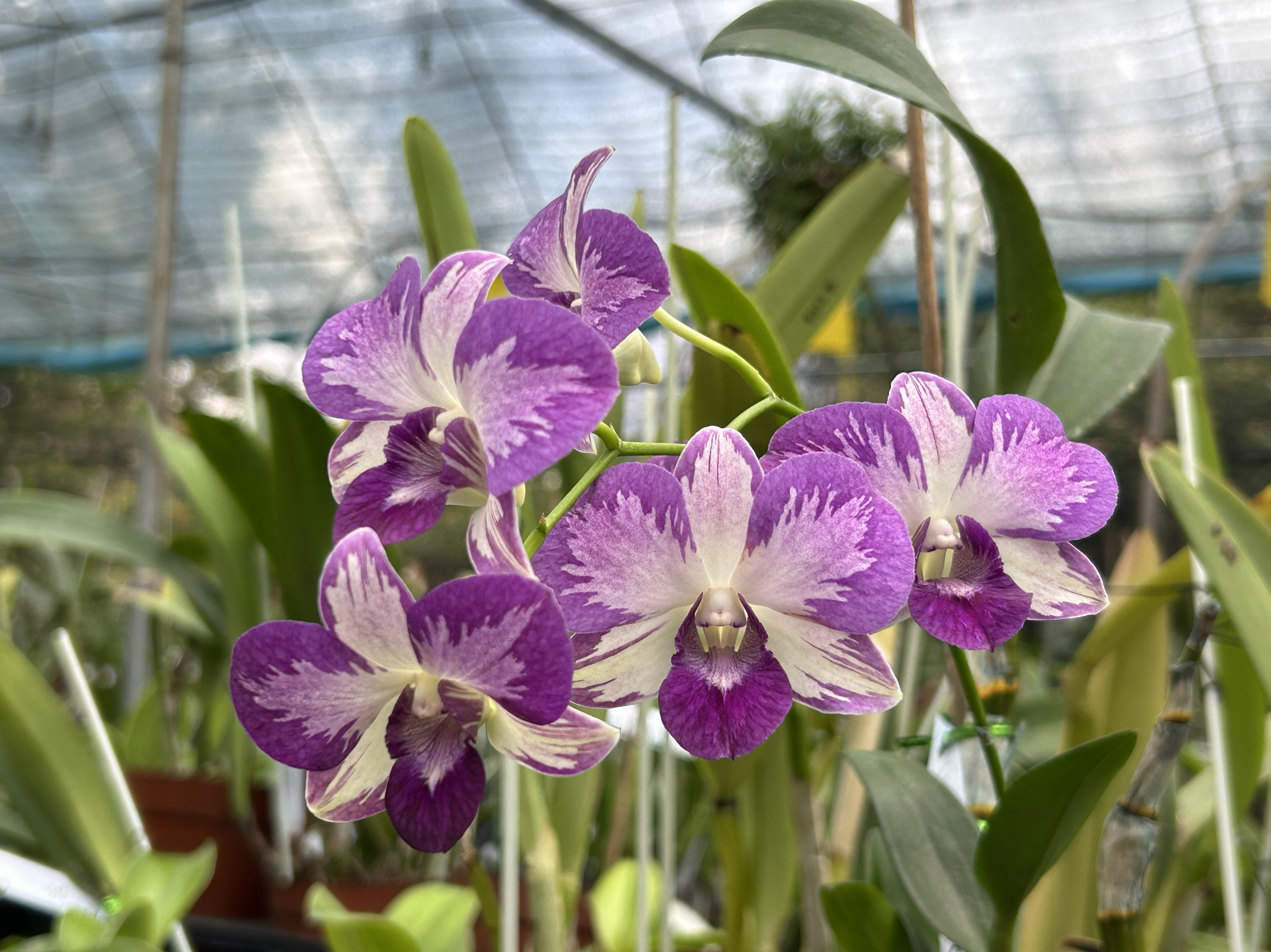 泼墨秋石斛海伦Den. Burana Pink Sapphire mutation蓝泼墨秋石斛