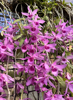 红玫瑰檀香石斛兰苗 Den. Adastra浓香型石斛兰洋吊兰花卉盆栽