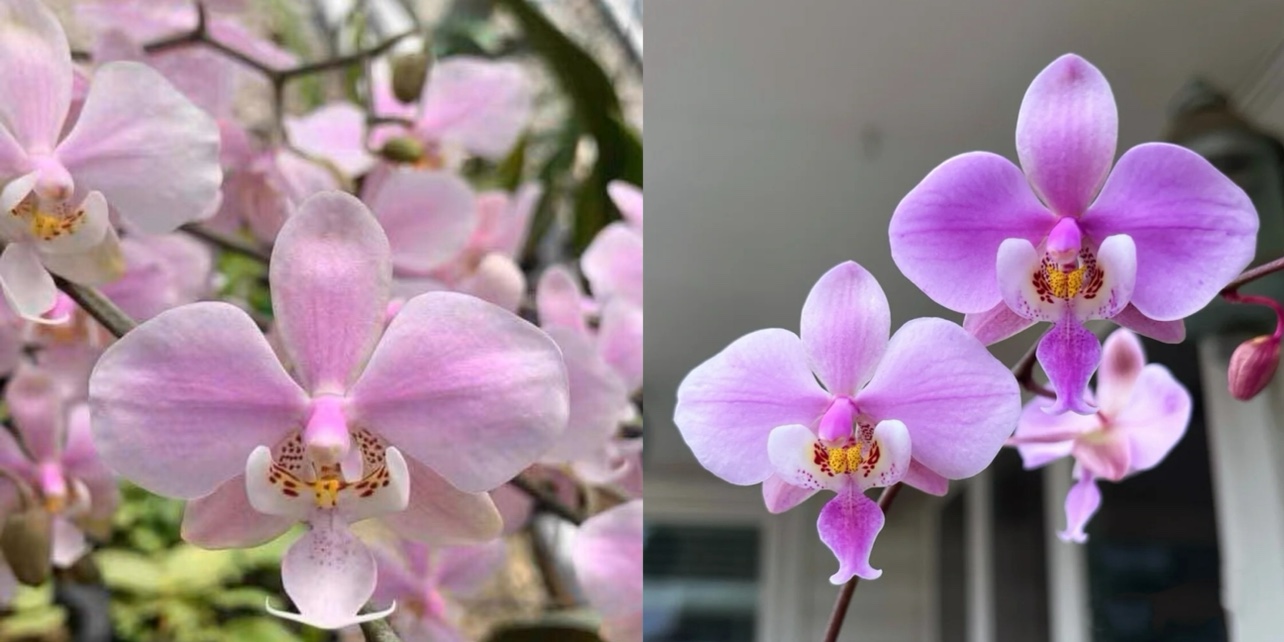 银叶西蕾丽蝴蝶兰菲律宾原生种半日香蝴蝶兰欣蕾丽洋兰花卉盆栽