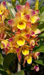 东方微笑金梦幻黄昏春石斛多花浓香型春节开花石斛兰花卉盆栽绿植