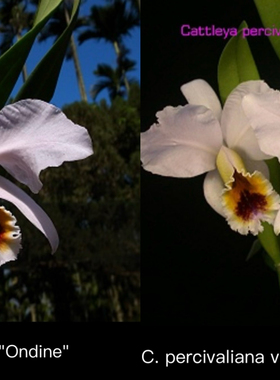 卡特兰蓝帕西C. percivaliana coerulea'Ondine' x sib大花洋兰