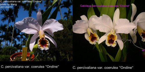 卡特兰蓝帕西C. percivaliana coerulea'Ondine' x sib大花洋兰