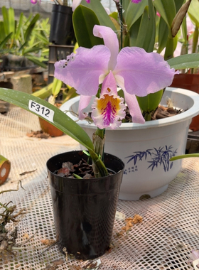 F312宽瓣粉莫西
