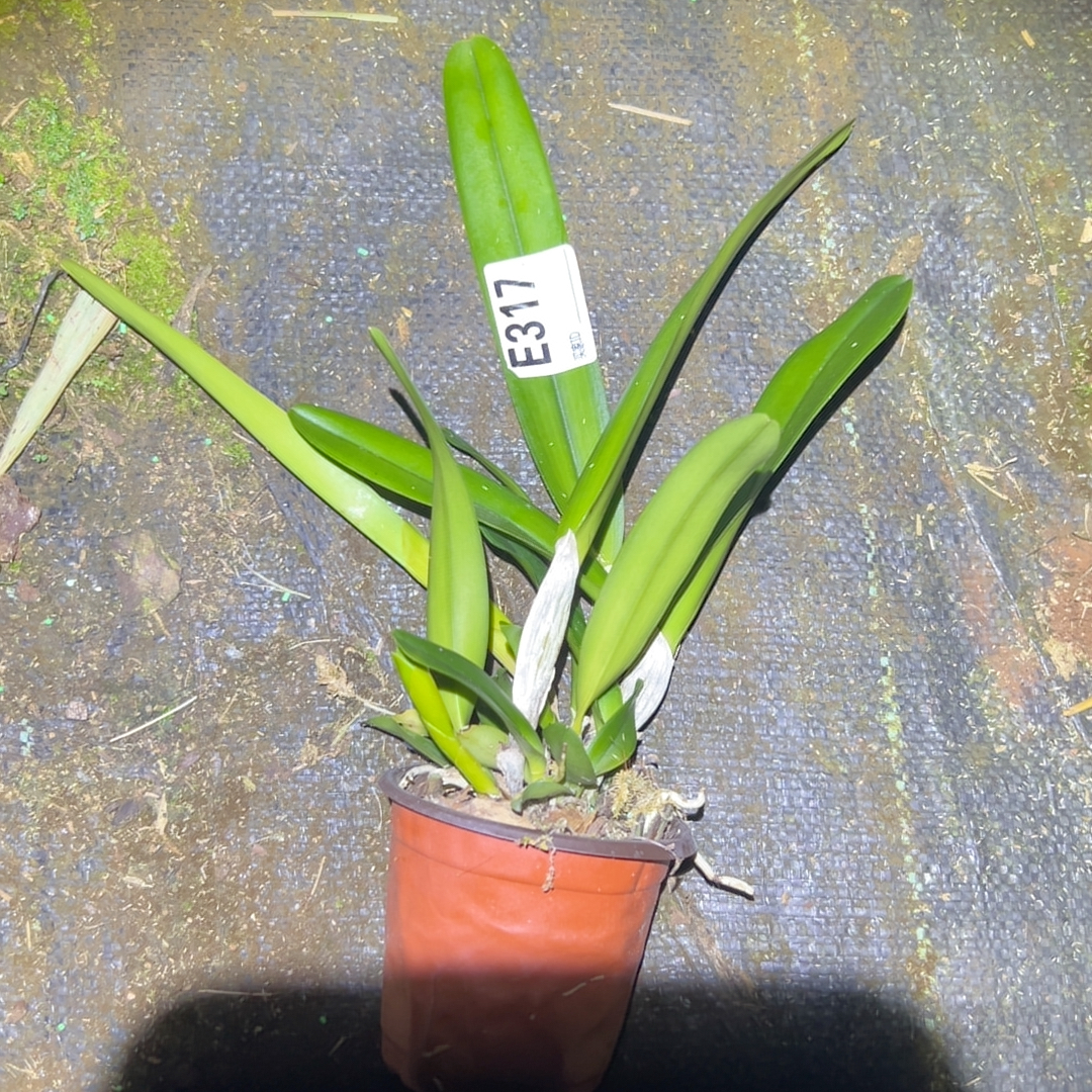 E317原种卡特兰盲盒