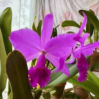 深红拉比  卡特兰C. labiata rubra  “C.H#1”SM/TOGA浓香洋兰