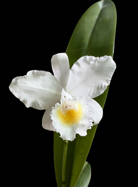 白色巧克力卡特兰C.quadricolor alba大花浓香乔克森卡特兰