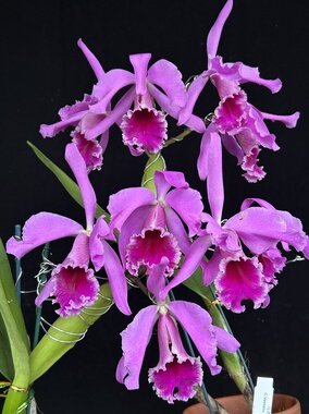 马西马交多维卡特兰C.Vestalis.4N (Maxima x Dowiana)大花卡特兰