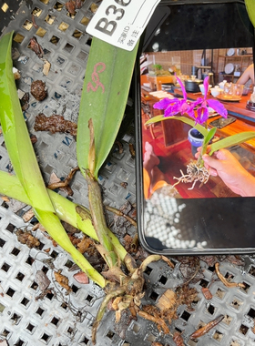 B363厄瓜多尔山木深红马分株