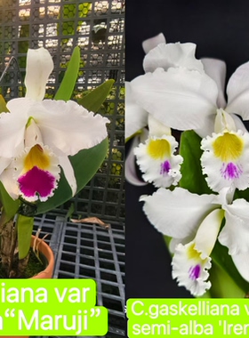 半白嘎斯嘎斯  卡特兰C. gaskelliana semi alba大花浓香洋兰