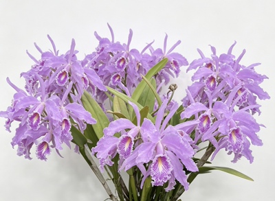 厄瓜多尔高种粉马克西马卡特兰C.maxima tipo x sib大花浓香洋兰