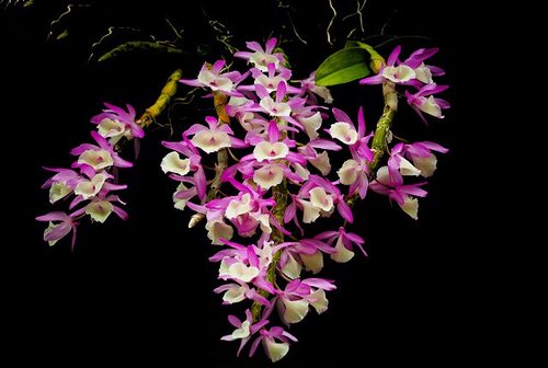 报春石斛兰苗   浓香花粉色花卉绿植盆栽板植好养观赏附生洋吊兰