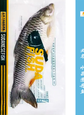 九醒鲜生皇帝鱼盐鲜可煎蒸煮淡水鱼忘不了鱼马来西亚苏丹鱼整条
