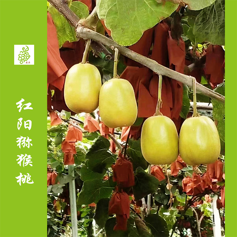 红阳猕猴桃 当季新鲜水果红心奇奇异果/猕猴桃