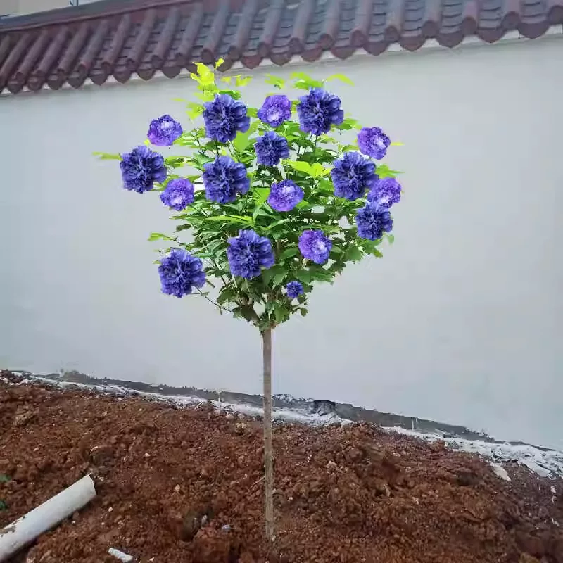 蓝莓冰沙木槿棒棒糖重瓣食用绿植盆栽红酒馆紫玉树莓薄荷阳台花卉