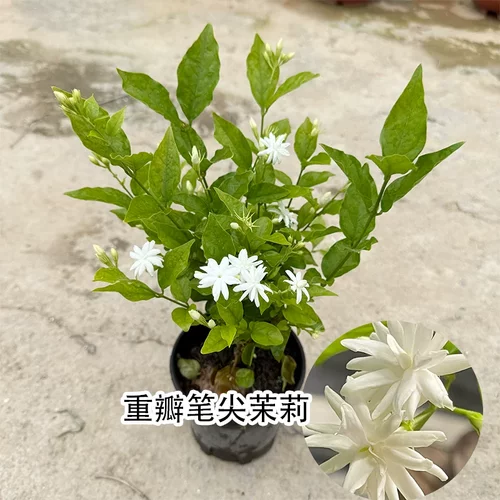 笔尖茉莉花单瓣茉莉花盆栽毛茉莉室内植物芳香独杆花苗茉莉王花卉