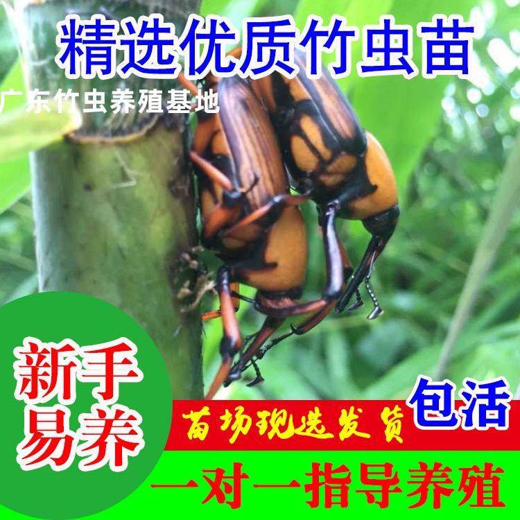 竹笋虫种苗皇竹虫养殖种虫象鼻虫竹象虫养殖技术包技术指导易饲养,宠物/宠物食品及用品,特色爬宠/鸣虫,淘宝优惠券,粉丝福利购,淘宝优惠卷