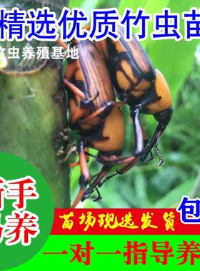 竹虫象鼻虫自繁自育养殖技术指导