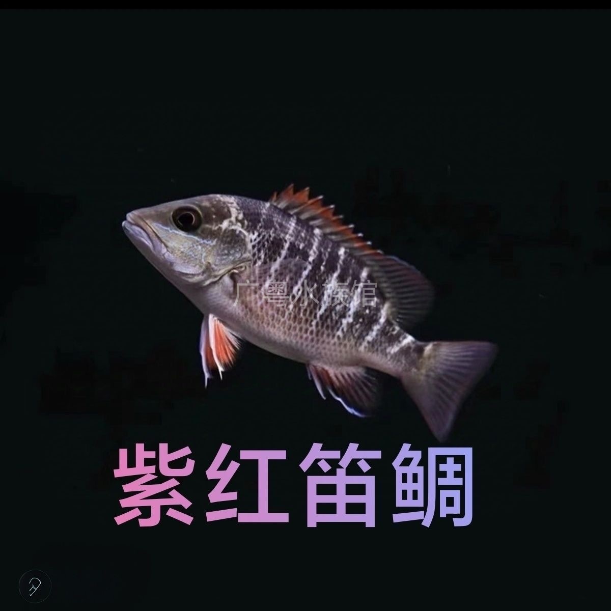 红友淡水紫红笛鲷鱼苗热带淡化观赏鱼紫红冷水淡水鱼好养耐活凶猛