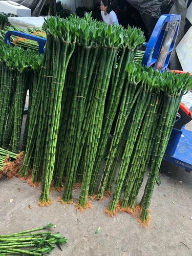 富贵开运竹带根易养室内绿化直竹