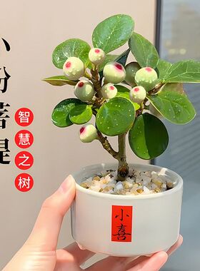 带陶瓷中式好养摆件小盼果子盆景桌面绿植盆栽菩提树菩提禅意花盆