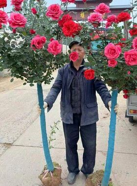 庭院花园大花耐寒开花特月季树桩