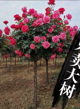 大花树桩月季棒棒糖树状月季四季
