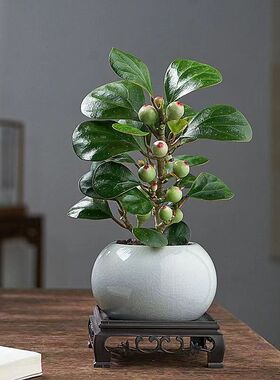 绿植带果盆栽菩提树办公室小盼