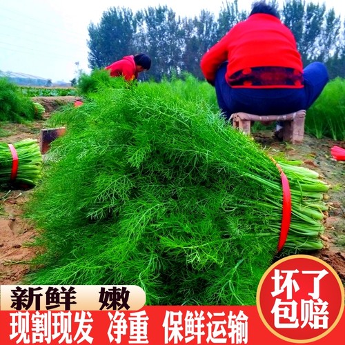 新鲜茴香菜当天现割现发坏单包赔