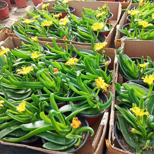 多肉佛手托金阳台盆栽花开花防辐射好养易爆头佛手掌托金肉肉