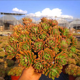 马库斯多肉植物多头群生捧花状超大云南露养精品阳台绿植花卉盆栽