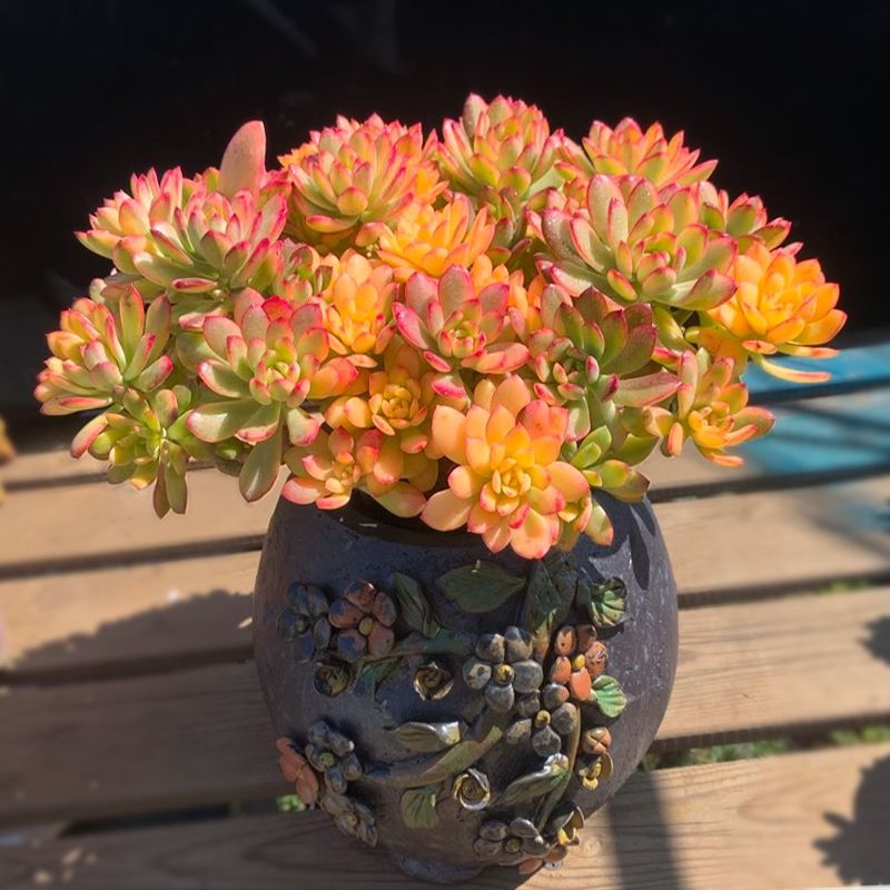 小叮当锦多肉植物老桩超萌肉肉防辐射办公室桌面稀有四季盆栽新手