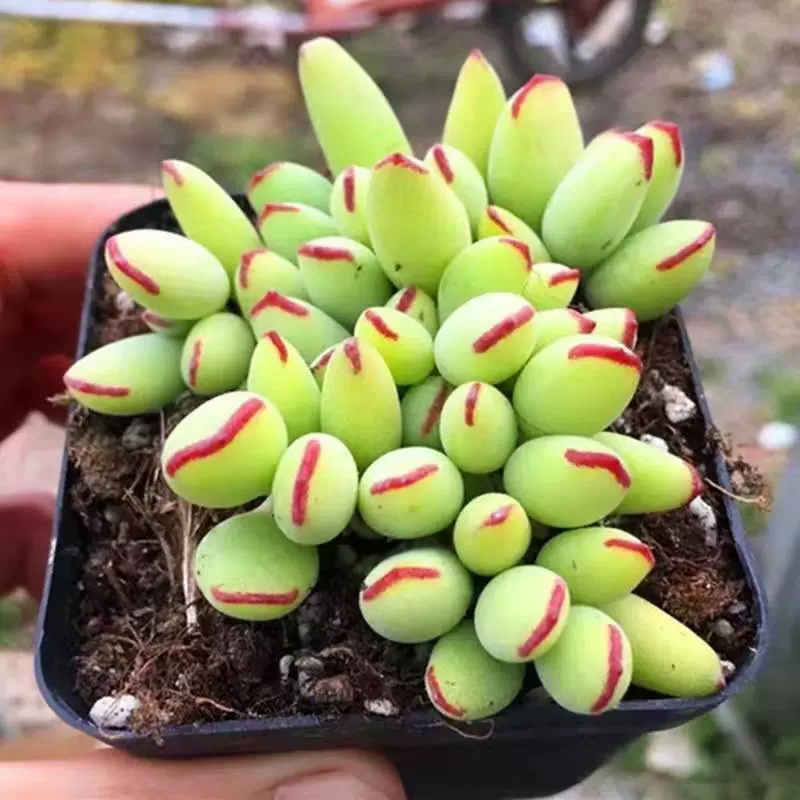 多肉植物精灵豆福娘群生多头办公室室内阳台桌面绿植园艺花卉萌肉