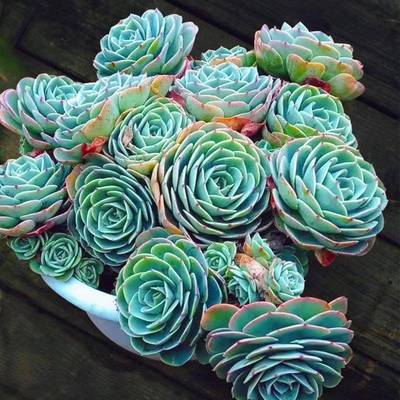 玉蝶多肉植物盆栽石莲花宝石花稀有品种新款室内绿植含盆超大肉肉