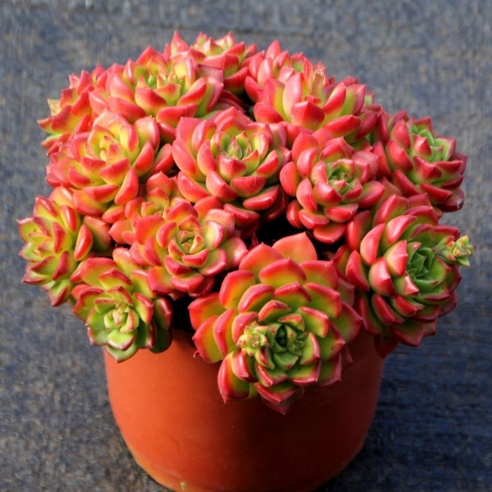 多肉蒂亚老桩 多头红宝石植物 防辐射精品花卉绿植露养带盆土发货