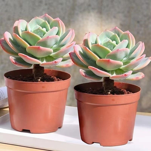 多肉植物老桩白凤防辐射好养室内花卉绿植办公室懒人盆栽新手阳台