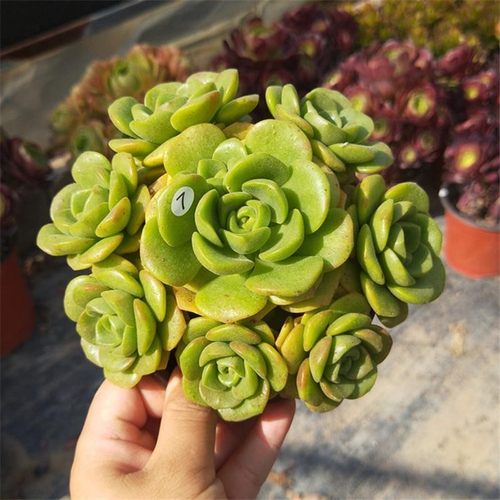 百合丽丽带香味莉莉多肉植物