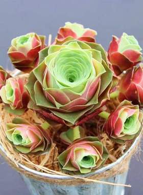 水蜜桃玫瑰多肉植物山地玫瑰酒杯玫瑰耶罗鸡蛋玫瑰盖瑞米尔防辐射