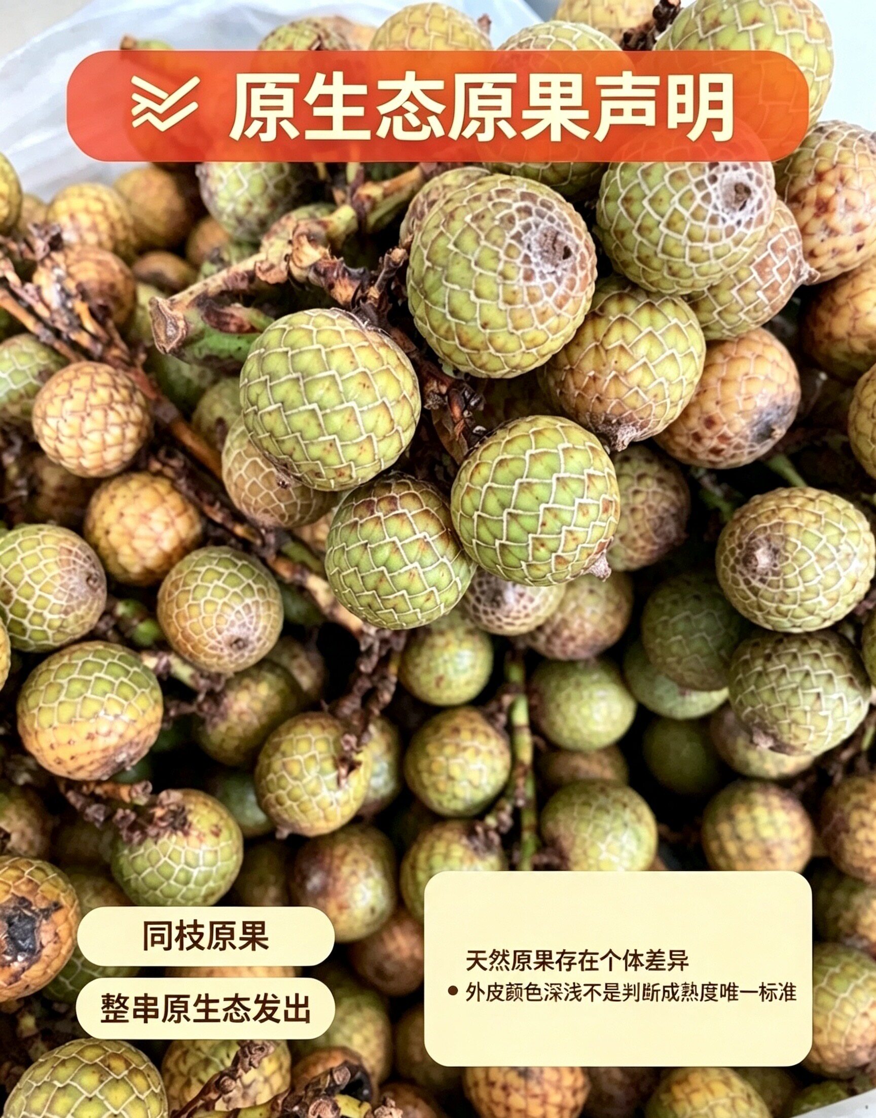 海南毛感天然星月菩提子籽原料红藤批带壳发原生态星月整串包邮