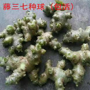 云南藤三七种球大型绿植包活懒人植物易成活庭院阳台盆栽特色绿植