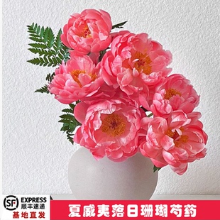 进口重瓣芍药鲜花粉色花室内水养瓶插花家庭用花送礼节日顺丰快递